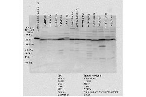 Image no. 2 for anti-Prolyl 4-Hydroxylase, beta Polypeptide (P4HB) (AA 409-509) antibody (Biotin) (ABIN2486775)