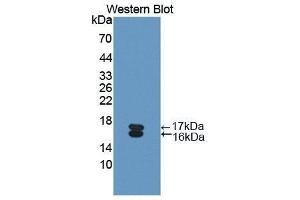 Image no. 1 for anti-Osteoglycin (OGN) (AA 180-298) antibody (ABIN1175793)
