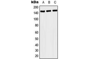 Image no. 1 for anti-NAC alpha Domain Containing (NACAD) (Center) antibody (ABIN2706640)