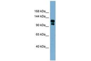 Image no. 1 for anti-Transient Receptor Potential Cation Channel, Subfamily A, Member 1 (TRPA1) (AA 539-588) antibody (ABIN6741957)