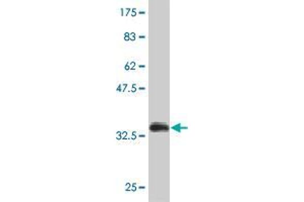 anti-Zinc Finger Protein 181 (ZNF181) (AA 354-461) antibody