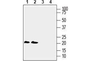 LYNX1 antibody  (Extracellular, N-Term)