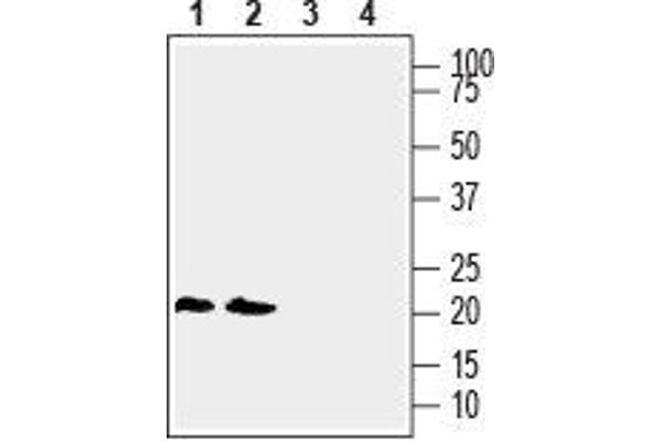 LYNX1 抗体  (Extracellular, N-Term)