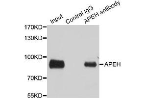 Image no. 2 for anti-N-Acylaminoacyl-Peptide Hydrolase (APEH) antibody (ABIN6570186)