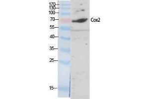 Image no. 3 for anti-Prostaglandin-Endoperoxide Synthase 2 (Prostaglandin G/H Synthase and Cyclooxygenase) (PTGS2) (C-Term) antibody (ABIN3184058)