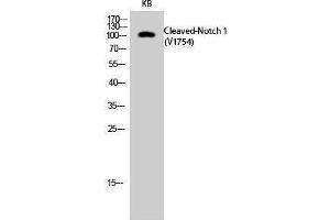 Image no. 1 for anti-Notch 1 (NOTCH1) (cleaved), (Val1754) antibody (ABIN3181819)