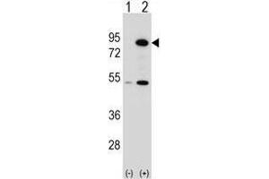 Image no. 2 for anti-THO Complex 1 (THOC1) (AA 540-570), (C-Term) antibody (ABIN955188)