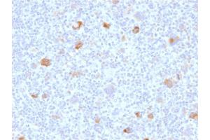 Image no. 1 for anti-BCL2-Like 1 (BCL2L1) (AA 1-135) antibody (ABIN6940516)