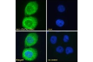 Image no. 6 for anti-CD274 (PD-L1) (C-Term) antibody (ABIN185339)