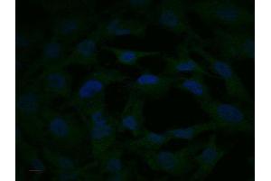 Image no. 3 for anti-Mitogen-Activated Protein Kinase Kinase 2 (MAP2K2) (AA 1-50) antibody (ABIN726500)