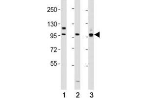 Western blot testing of PROX1 antibody at 1:2000 dilution.