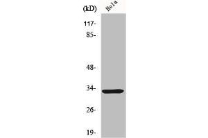 FOXR1 antibody  (C-Term)