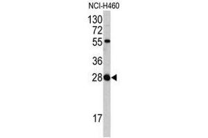 Image no. 1 for anti-Fibroblast Growth Factor 18 (FGF18) (N-Term) antibody (ABIN452998)