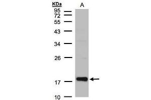 WB Image Sample(30 μg of whole cell lysate) A:Raji , 12% SDS PAGE antibody diluted at 1:1000