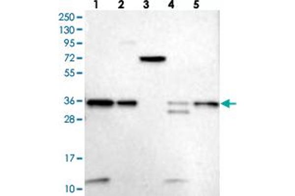 anti-Vacuolar Protein Sorting 37 Homolog B (VPS37B) antibody