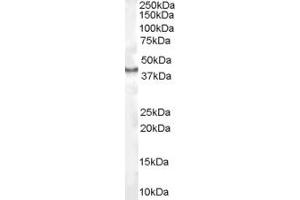 Image no. 2 for anti-Caudal Type Homeobox 2 (CDX2) (Internal Region) antibody (ABIN185604)
