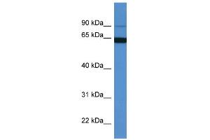 Image no. 1 for anti-Microtubule-Associated Protein 6 (MAP6) (N-Term) antibody (ABIN2788399)
