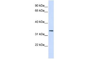 Image no. 1 for anti-F-Box Protein 25 (FBXO25) (N-Term) antibody (ABIN631361)