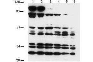 Image no. 1 for anti-Notch 2 (NOTCH2) (AA 2396-2409), (AA 2471) antibody (ABIN104900)