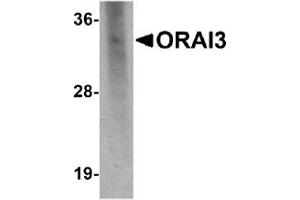 Image no. 2 for anti-ORAI Calcium Release-Activated Calcium Modulator 3 (ORAI3) (C-Term) antibody (ABIN492535)