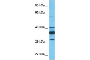 Image no. 1 for anti-Solute Carrier Family 35, Member C1 (SLC35C1) (C-Term) antibody (ABIN5515178)