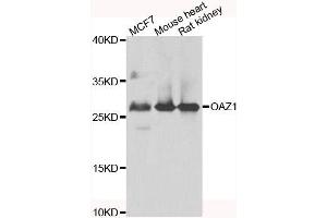 Image no. 1 for anti-Ornithine Decarboxylase Antizyme 1 (OAZ1) antibody (ABIN4904605)