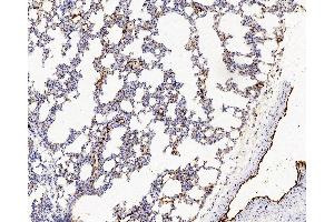 Immunohistochemistry analysis of paraffin-embedded Rat lung using VWF Polyclonal Antibody at dilution of 1:500.