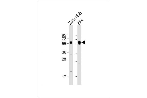 FOXH1 anticorps  (AA 313-334)