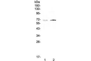 Image no. 1 for anti-ClpX Caseinolytic Peptidase X (CLPX) antibody (ABIN5647975)