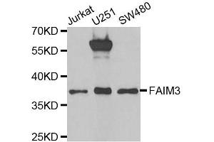 Image no. 1 for anti-Fas Apoptotic Inhibitory Molecule 3 (FAIM3) antibody (ABIN6140446)