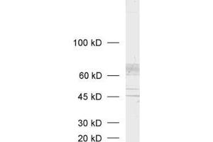 Image no. 1 for anti-Solute Carrier Family 18 (Vesicular Acetylcholine), Member 3 (SLC18A3) (AA 475-530), (C-Term) antibody (ABIN1742304)