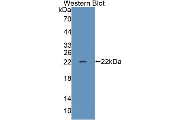 anti-Transcriptional Regulating Factor 1 (TRERF1) (AA 785-942) antibody