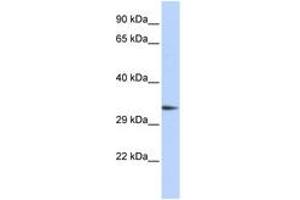 Image no. 1 for anti-PARK2 Co-Regulated (PACRG) (AA 216-265) antibody (ABIN6743685)