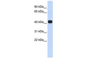 Image no. 1 for anti-TRIO and F-Actin Binding Protein (TRIOBP) (AA 144-193) antibody (ABIN6742513)