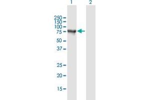Western Blot analysis of SNCAIP expression in transfected 293T cell line by SNCAIP MaxPab polyclonal antibody.