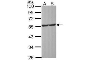 Image no. 3 for anti-Serotonin Receptor 1A (HTR1A) (Internal Region) antibody (ABIN2855909)