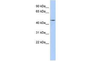 Image no. 1 for anti-Ribosomal Modification Protein RimK-Like Family Member A (RIMKLA) (Middle Region) antibody (ABIN2786315)