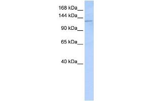 Desmoglein 2 抗体  (N-Term)