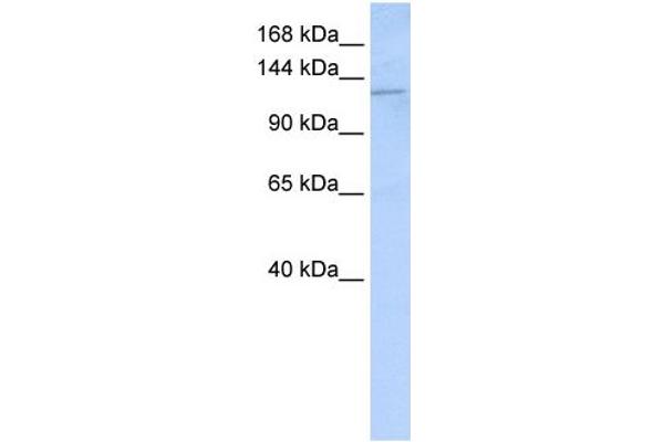 Desmoglein 2 anticorps  (N-Term)