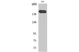 Image no. 1 for anti-ATP-Binding Cassette, Sub-Family A (ABC1), Member 6 (ABCA6) (C-Term) antibody (ABIN3183111)