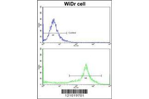 Image no. 3 for anti-Major Histocompatibility Complex, Class II, DR beta 1 (HLA-DRB1) (AA 30-58) antibody (ABIN390872)