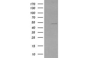 Image no. 1 for anti-Zinc Finger and SCAN Domain Containing 21 (Zscan21) antibody (ABIN1501865)