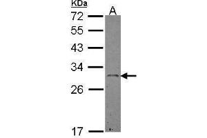 WB Image Sample (30 ug of whole cell lysate) A: Hep G2 , 12% SDS PAGE antibody diluted at 1:500