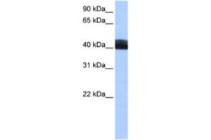 Image no. 1 for anti-Leucine Rich Repeat Containing 17 (LRRC17) antibody (ABIN2463474)