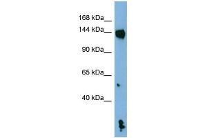 Image no. 2 for anti-NLR Family, Pyrin Domain Containing 1 (NLRP1) (N-Term) antibody (ABIN2785731)