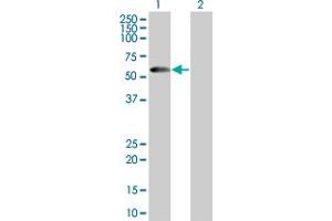 Image no. 1 for anti-PDZ Domain Containing 3 (PDZD3) (AA 1-491) antibody (ABIN529092)