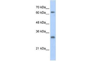 Image no. 1 for anti-Ubiquitin Specific Peptidase 39 (USP39) (N-Term) antibody (ABIN927737)