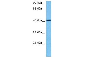 Image no. 3 for anti-Nuclear Respiratory Factor 1 (NRF1) (Middle Region) antibody (ABIN2775850)