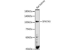 SPATA5 抗体