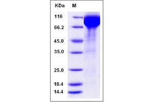 Image no. 1 for Sialic Acid Binding Ig-Like Lectin 5 (SIGLEC5) (AA 1-434) protein (Fc Tag) (ABIN2004785)